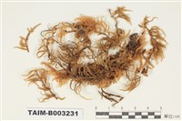 藏品(青苔科)的圖片